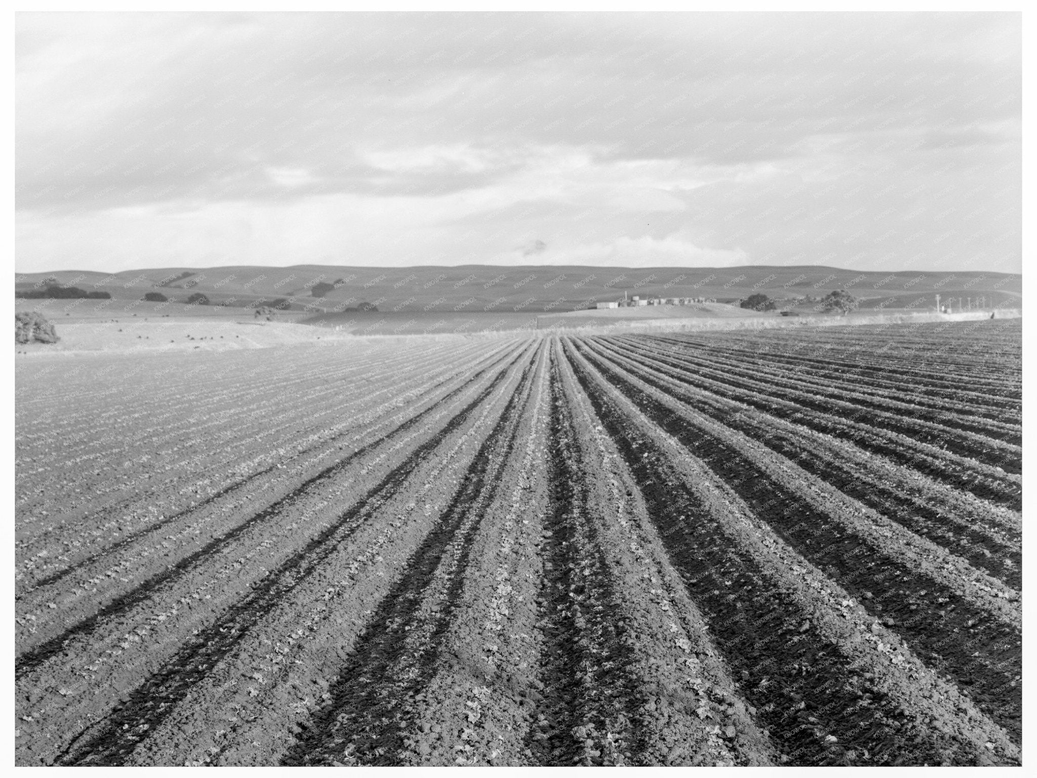 Pea Fields in San Juan Bautista California 1939 - Available at KNOWOL