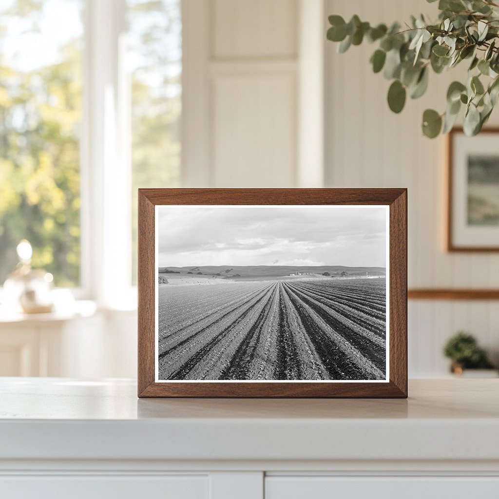 Pea Fields in San Juan Bautista California 1939 - Available at KNOWOL