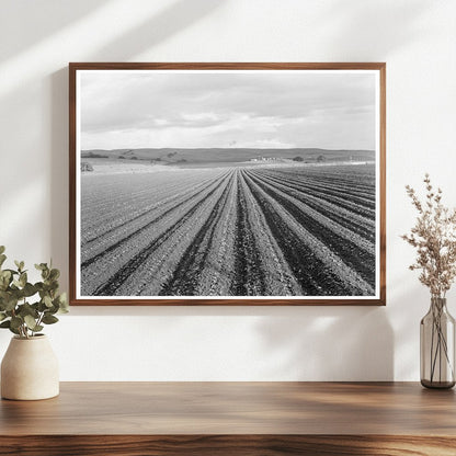 Pea Fields in San Juan Bautista California 1939 - Available at KNOWOL