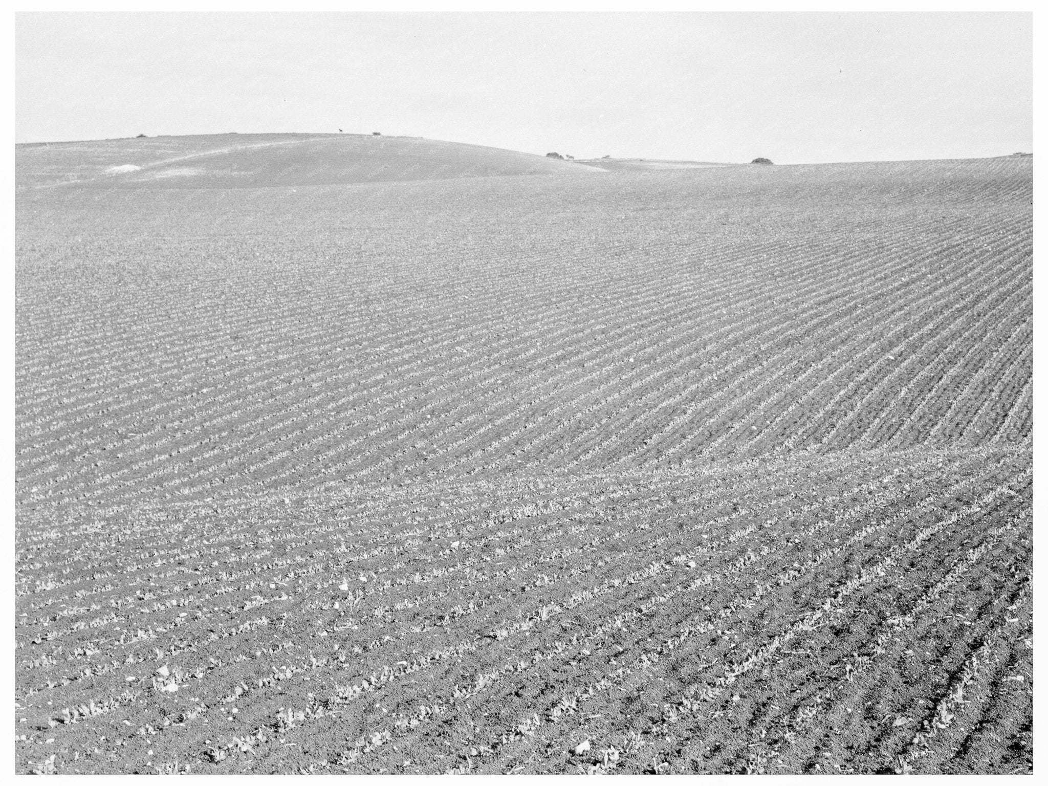 Pea Fields in Santa Maria California February 1939 - Available at KNOWOL