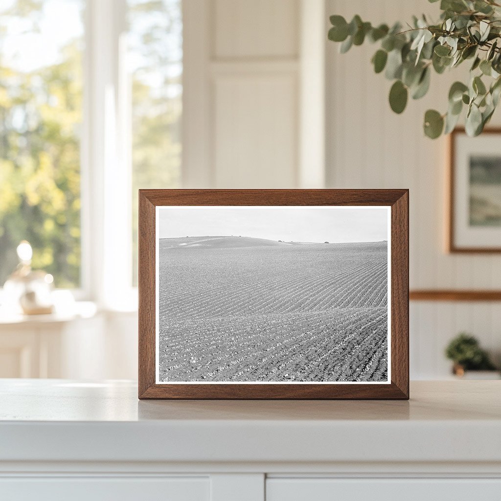 Pea Fields in Santa Maria California February 1939 - Available at KNOWOL