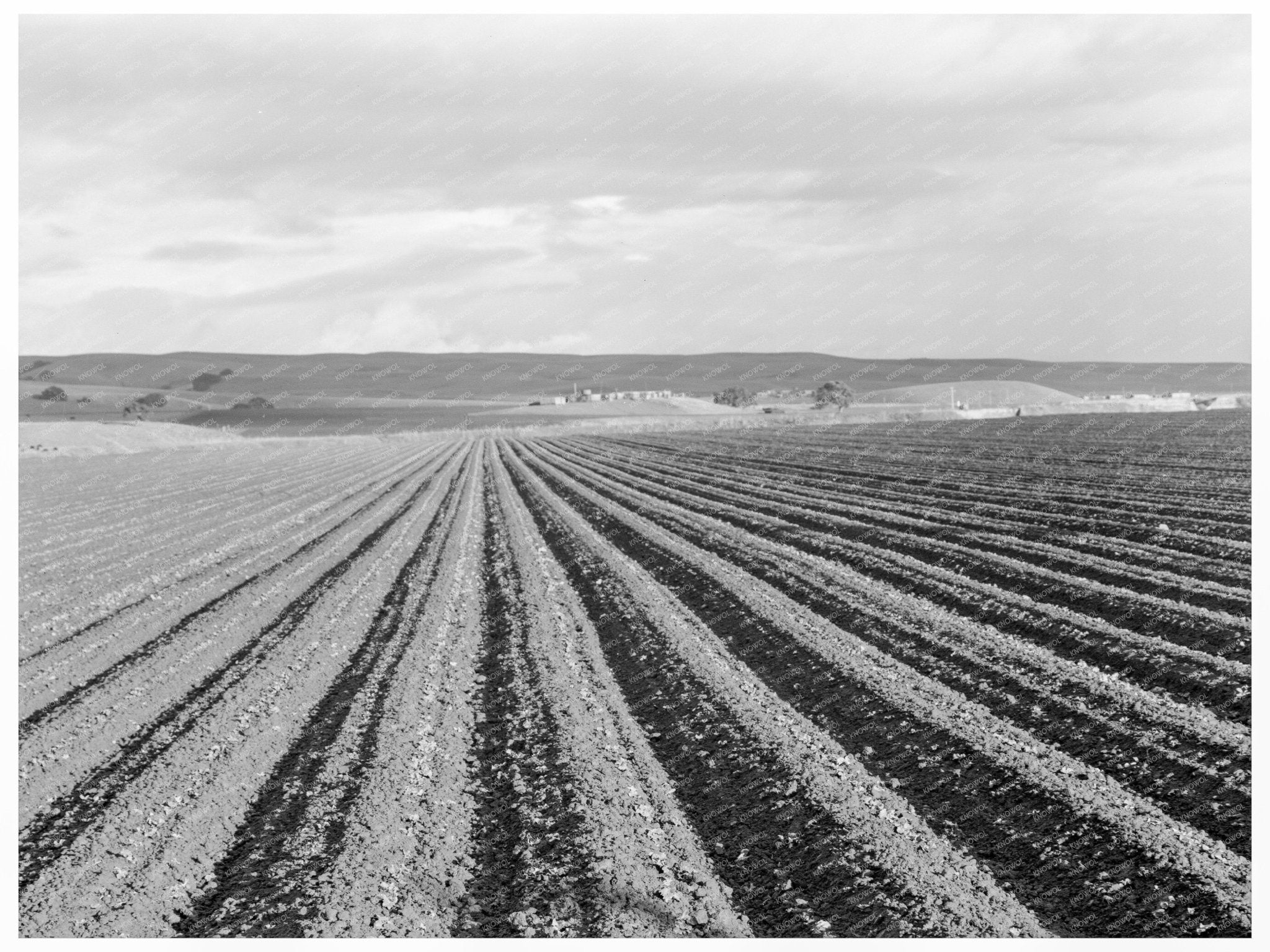 Pea Fields Near San Juan Bautista California 1939 - Available at KNOWOL