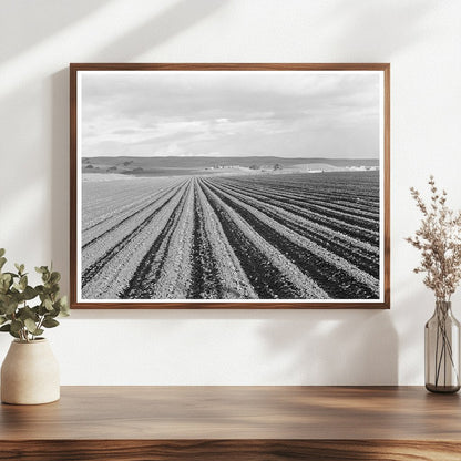 Pea Fields Near San Juan Bautista California 1939 - Available at KNOWOL