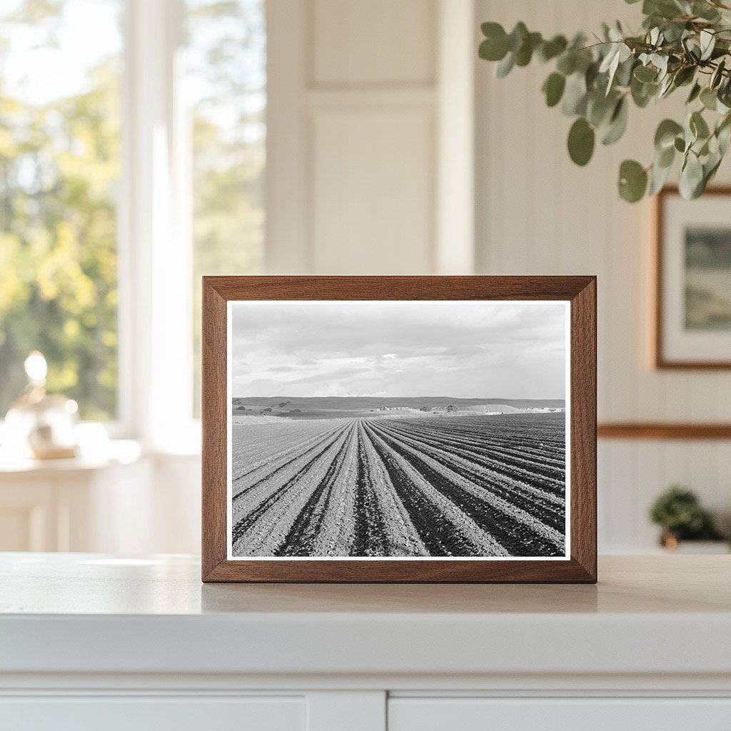 Pea Fields Near San Juan Bautista California 1939 - Available at KNOWOL