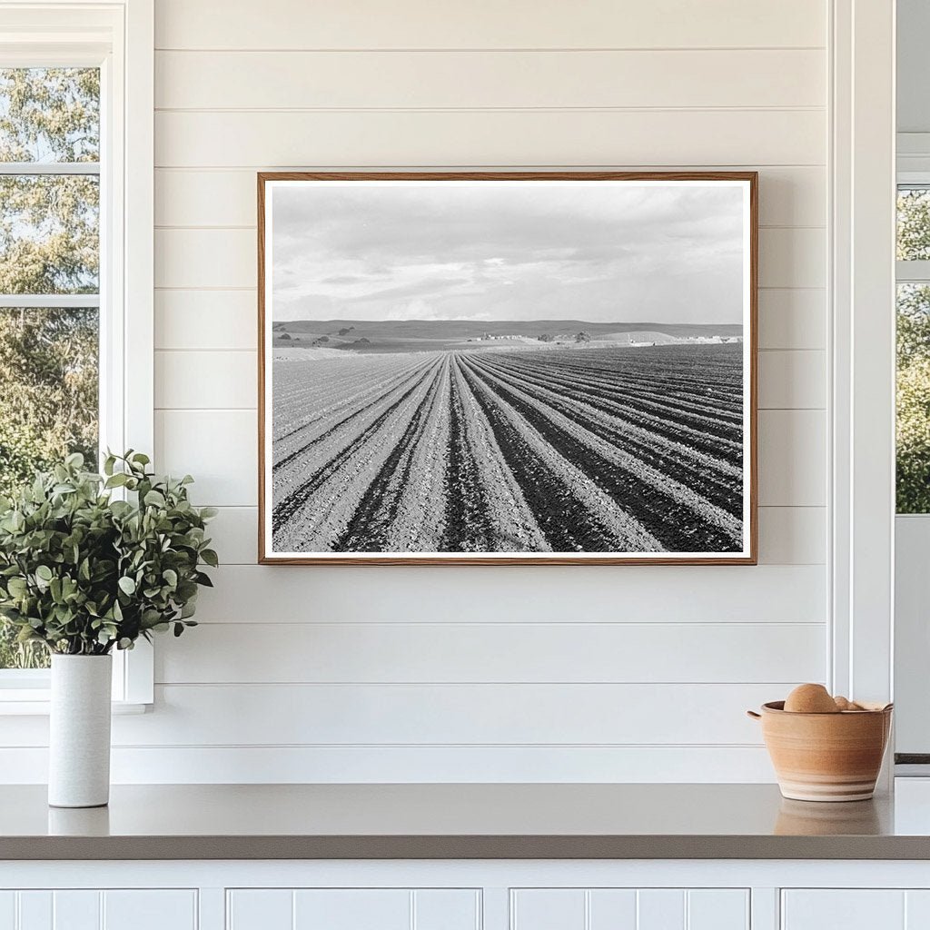 Pea Fields Near San Juan Bautista California 1939 - Available at KNOWOL