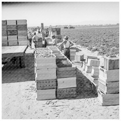 Pea Harvest at Sinclair Ranch Imperial Valley 1939 - Available at KNOWOL