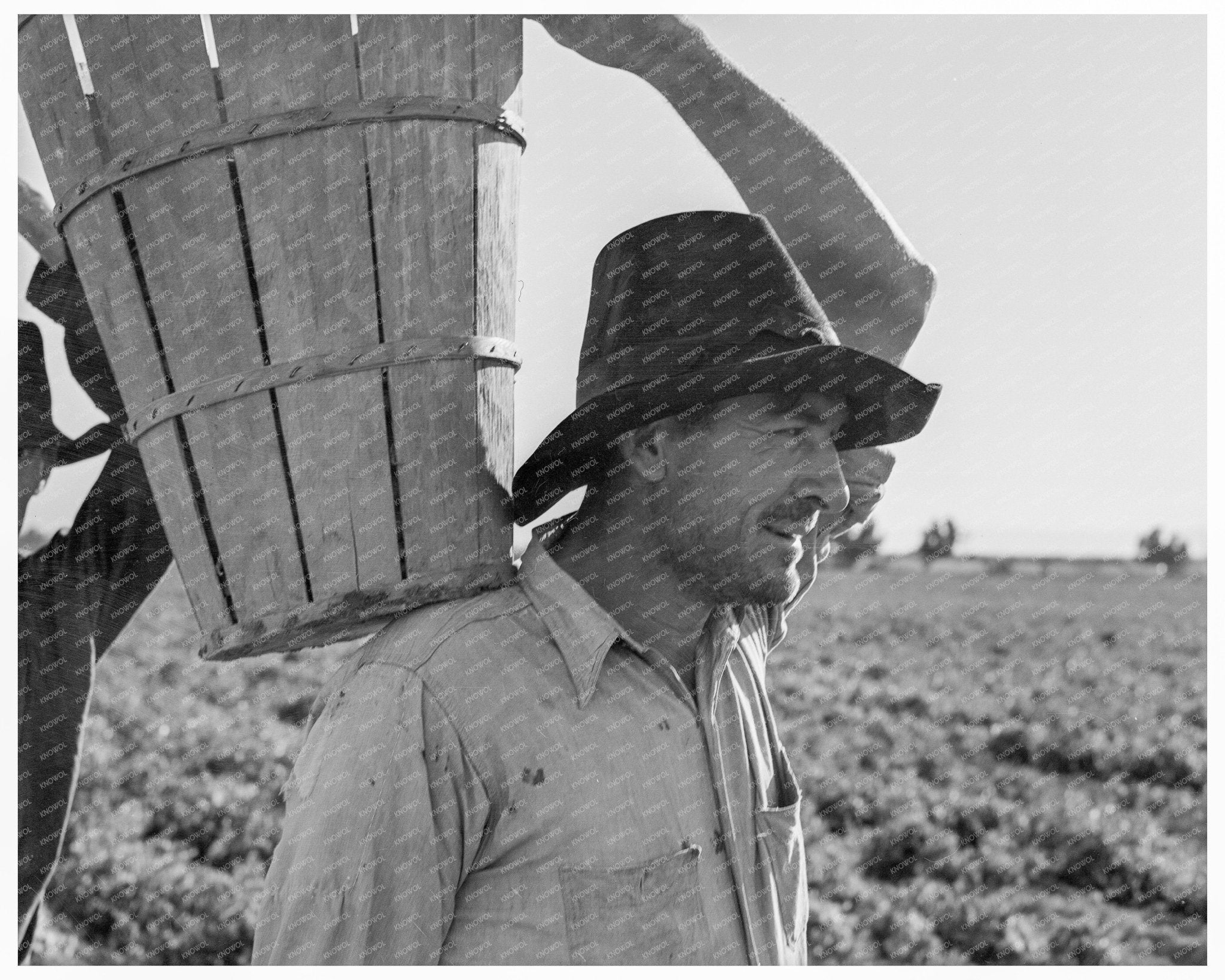 Pea Harvest Weighing in Calipatria California 1939 - Available at KNOWOL