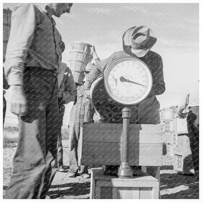 Pea Picker at Scales Imperial Valley February 1939 - Available at KNOWOL