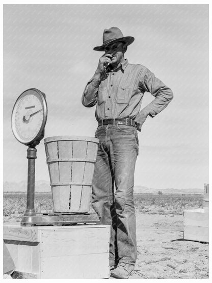 Pea Picker at Scales in Calipatria February 1939 - Available at KNOWOL