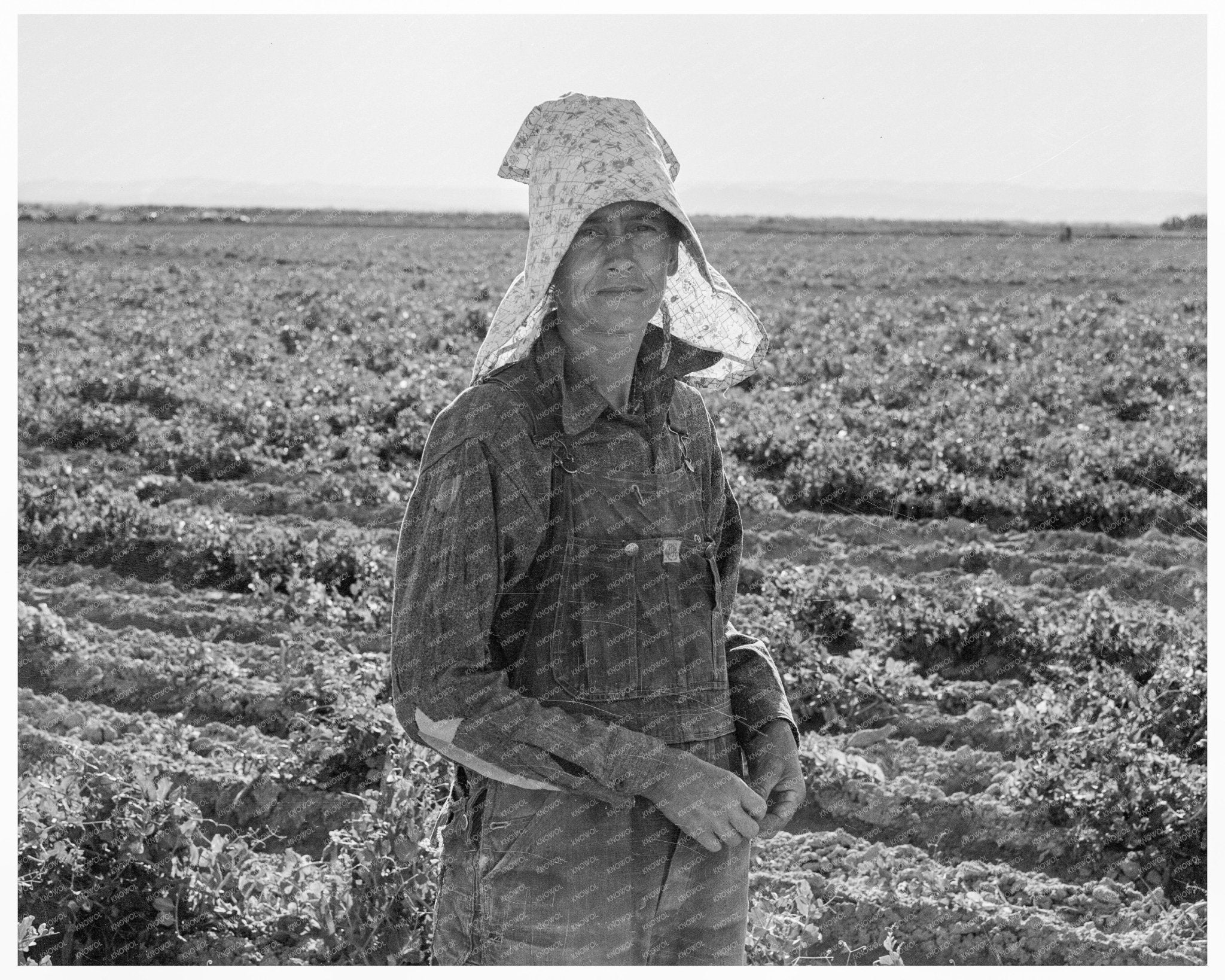 Pea Picker in Calipatria California February 1939 - Available at KNOWOL