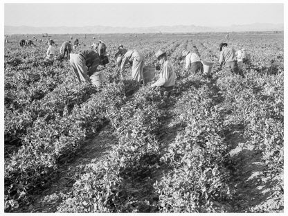 Pea Pickers at Sinclair Ranch California February 1939 - Available at KNOWOL