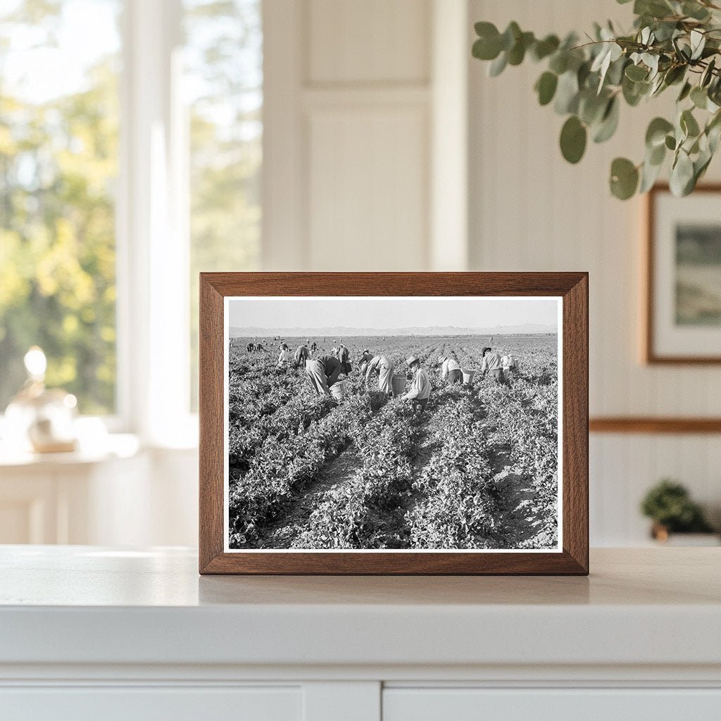 Pea Pickers at Sinclair Ranch California February 1939 - Available at KNOWOL