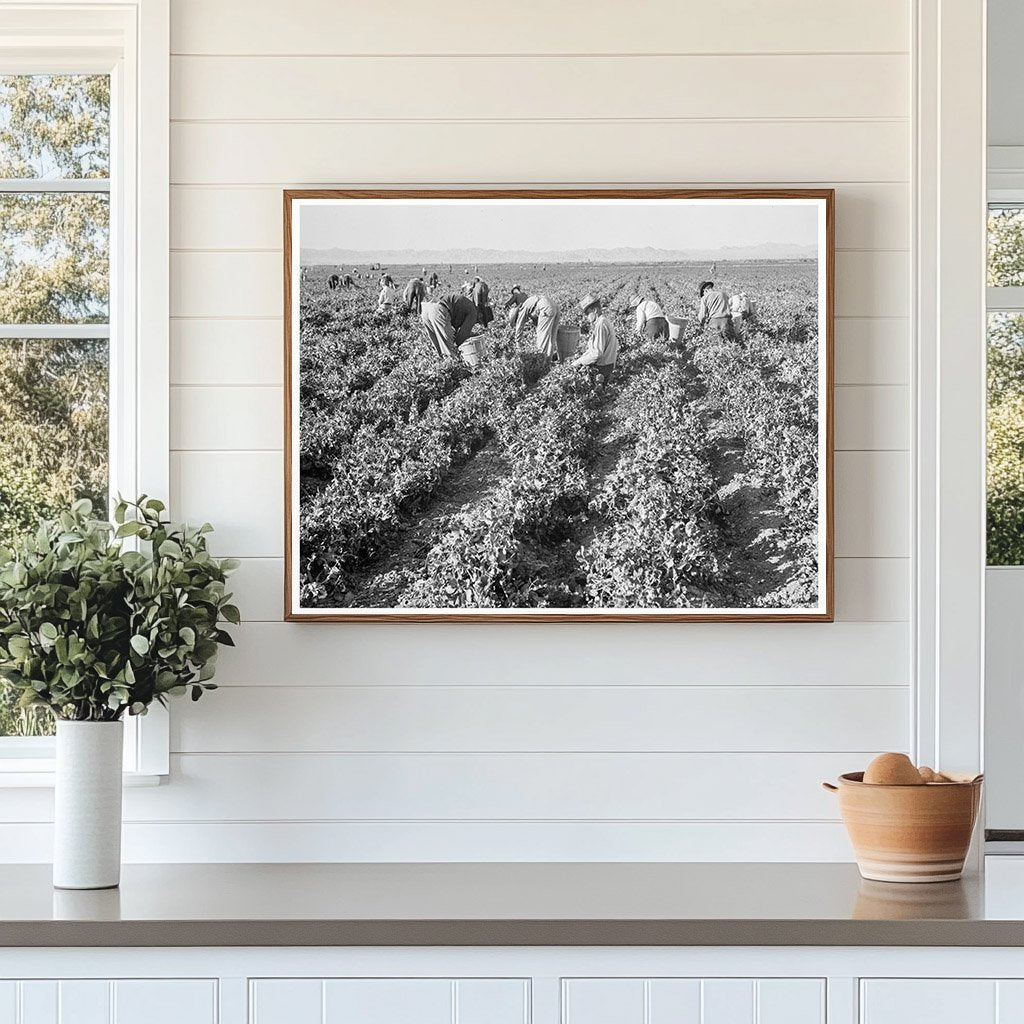 Pea Pickers at Sinclair Ranch California February 1939 - Available at KNOWOL