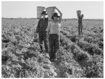 Pea Pickers Ending Workday California February 1939 - Available at KNOWOL