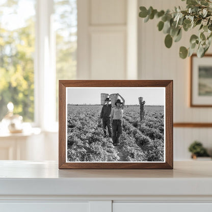 Pea Pickers Ending Workday California February 1939 - Available at KNOWOL