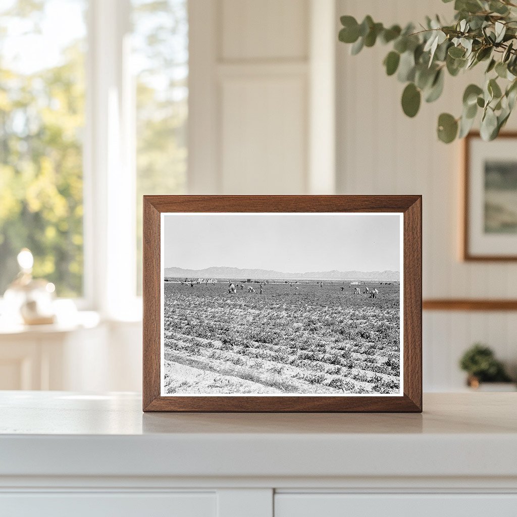 Pea Pickers in California Field February 1939 - Available at KNOWOL