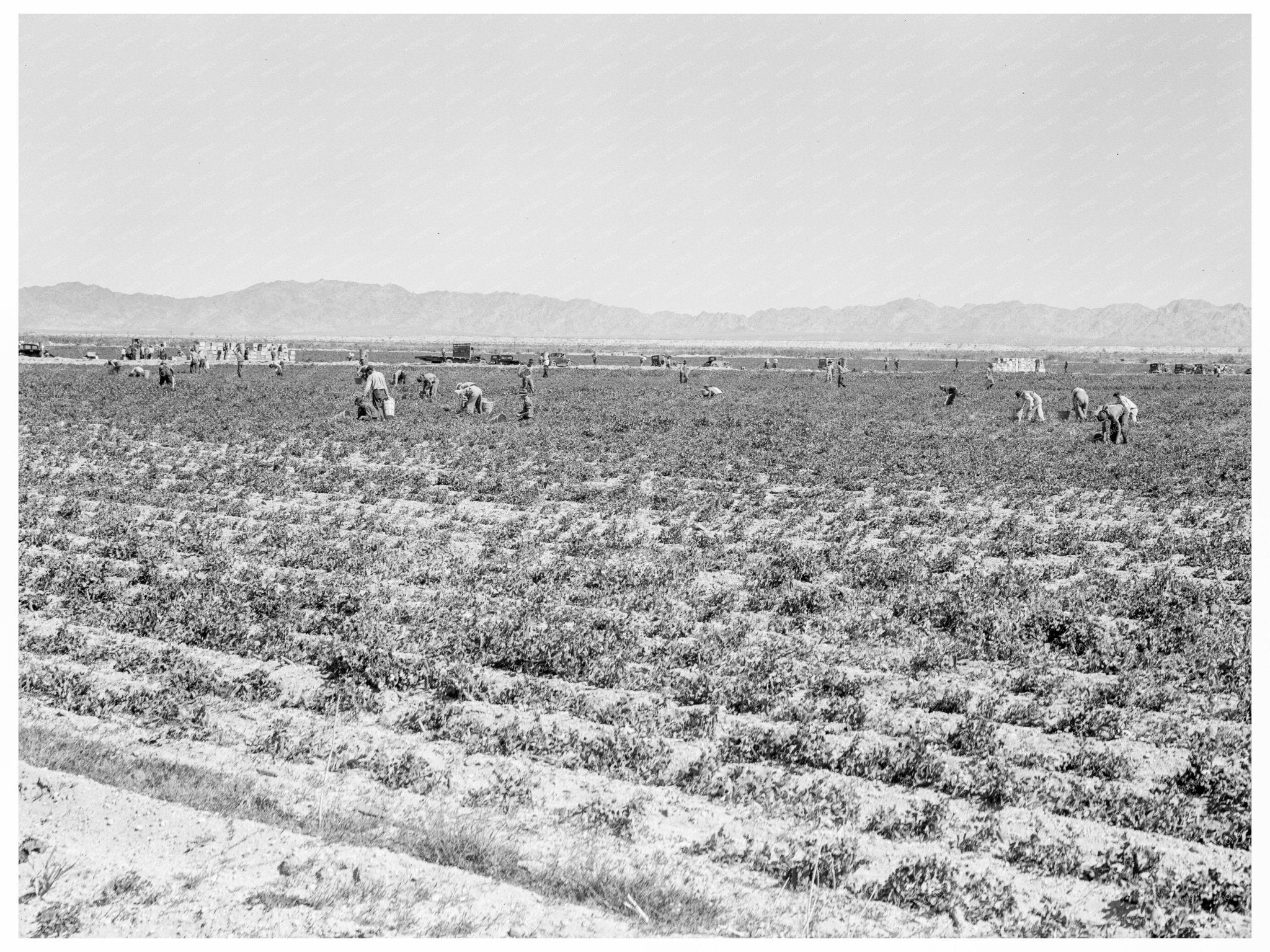 Pea Pickers in California Field February 1939 - Available at KNOWOL