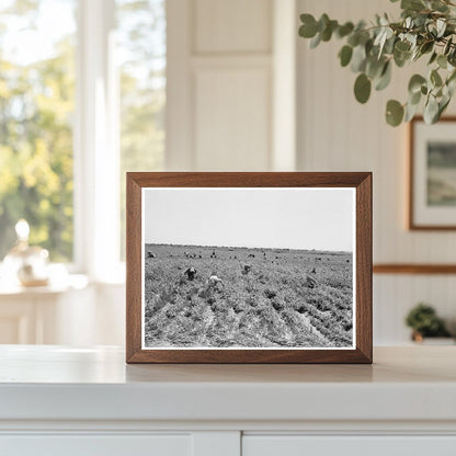 Pea Pickers in Calipatria California 1939 - Available at KNOWOL