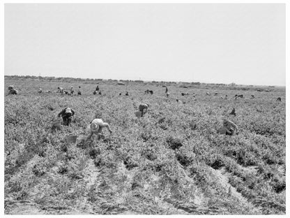 Pea Pickers in Calipatria California 1939 - Available at KNOWOL