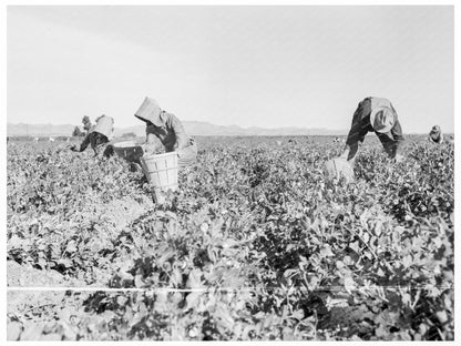 Pea Pickers in Calipatria California February 1939 - Available at KNOWOL