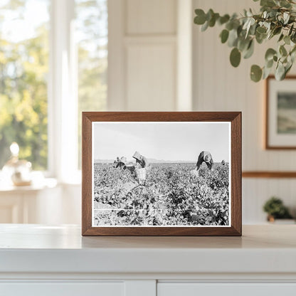 Pea Pickers in Calipatria California February 1939 - Available at KNOWOL