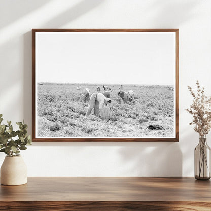 Pea Pickers in Imperial County California February 1939 - Available at KNOWOL