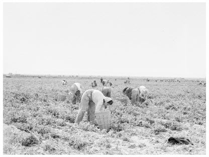 Pea Pickers in Imperial County California February 1939 - Available at KNOWOL