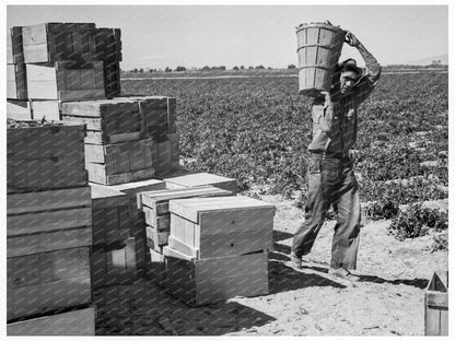 Pea Pickers in Imperial Valley February 1939 - Available at KNOWOL