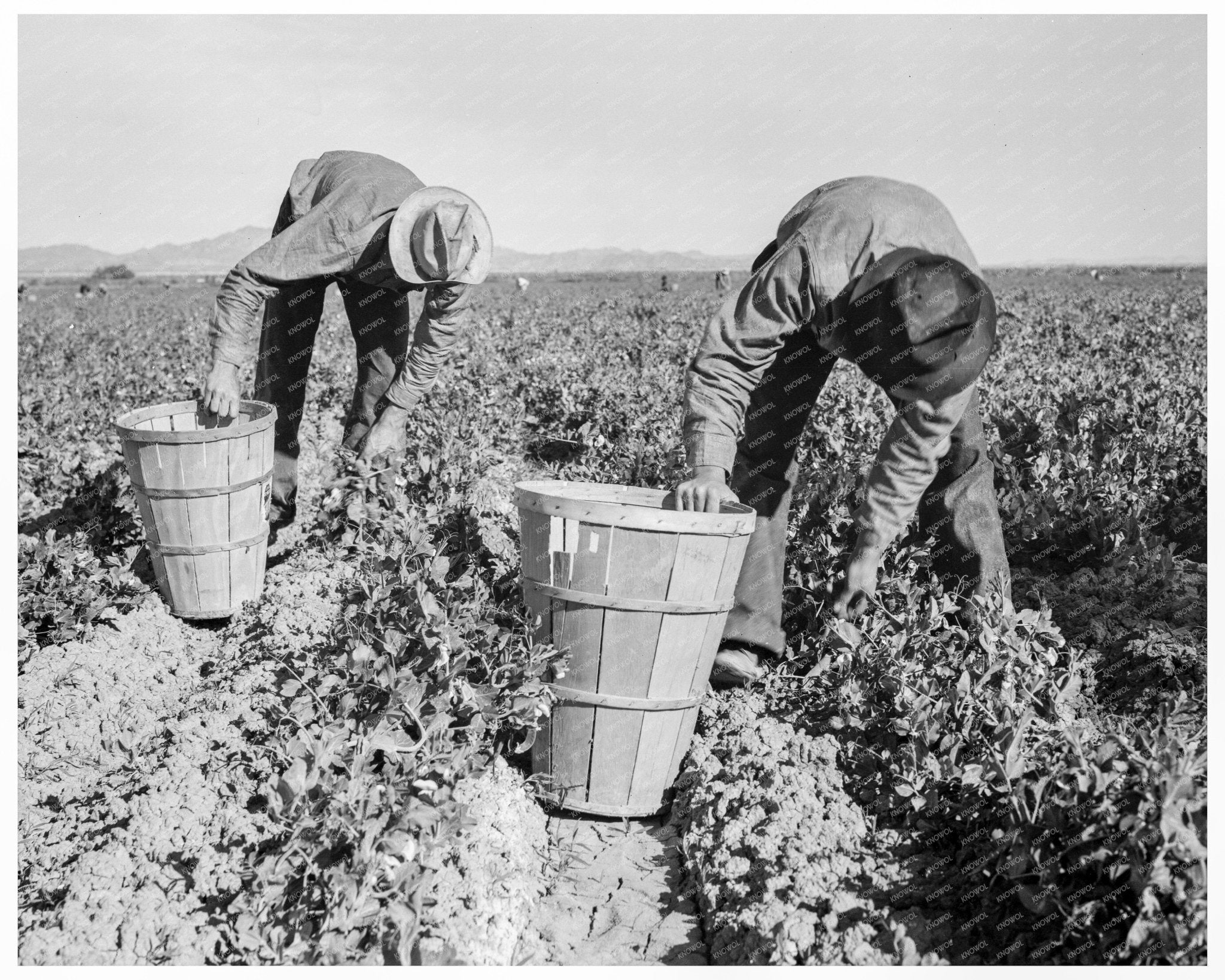 Pea Pickers in Niland California February 1939 - Available at KNOWOL