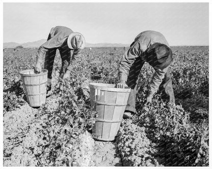 Pea Pickers in Niland California February 1939 - Available at KNOWOL