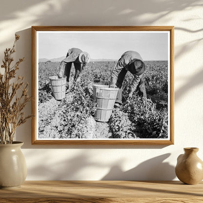 Pea Pickers in Niland California February 1939 - Available at KNOWOL