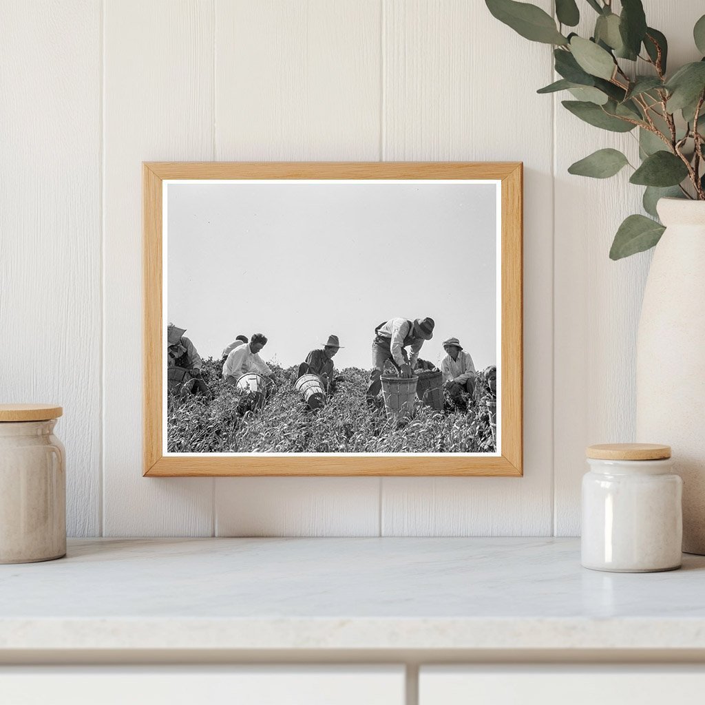 Pea Pickers in San Luis Obispo County 1938 - Available at KNOWOL