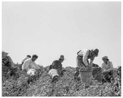 Pea Pickers in San Luis Obispo County 1938 - Available at KNOWOL