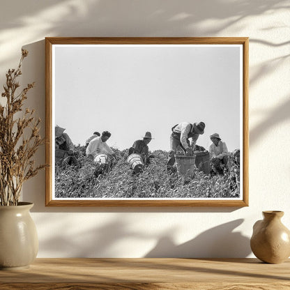 Pea Pickers in San Luis Obispo County 1938 - Available at KNOWOL