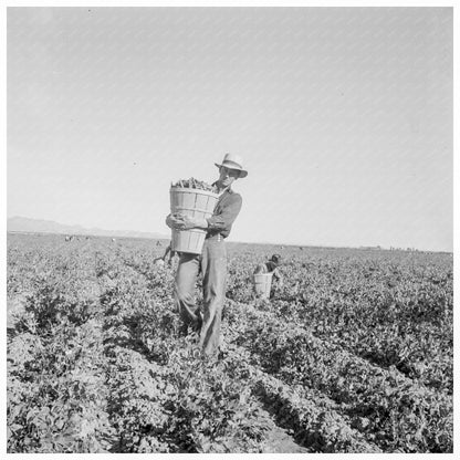 Pea Pickers Weighing Harvest at Sinclair Ranch 1939 - Available at KNOWOL