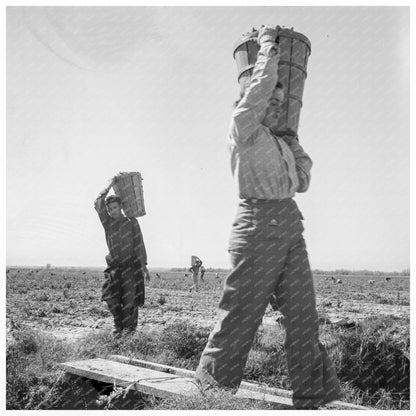 Pea Pickers Weighing In California February 1939 - Available at KNOWOL