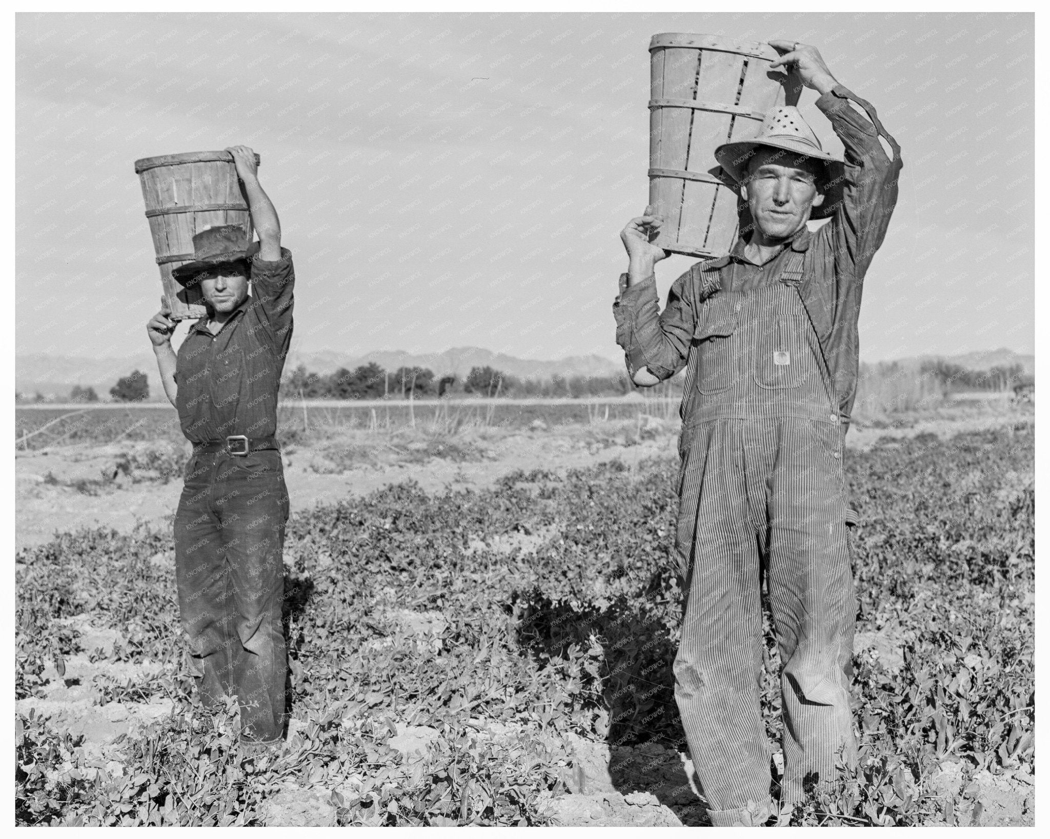 Pea Pickers Weighing In Calipatria California 1939 - Available at KNOWOL