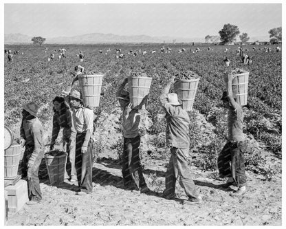 Pea Pickers Weighing Scale Calipatria California 1939 - Available at KNOWOL