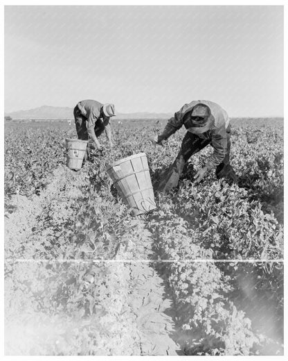 Pea Pickers Working in Fields Near Calipatria California February 1939 - Available at KNOWOL