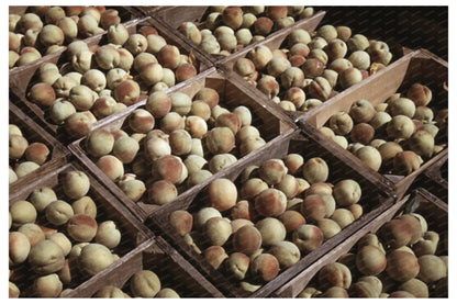 Peach Crates in Delta County Colorado Orchard 1940 - Available at KNOWOL