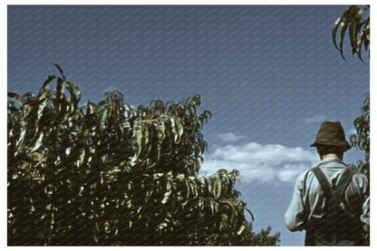 Peach Harvest Transport in Delta County Colorado 1940 - Available at KNOWOL