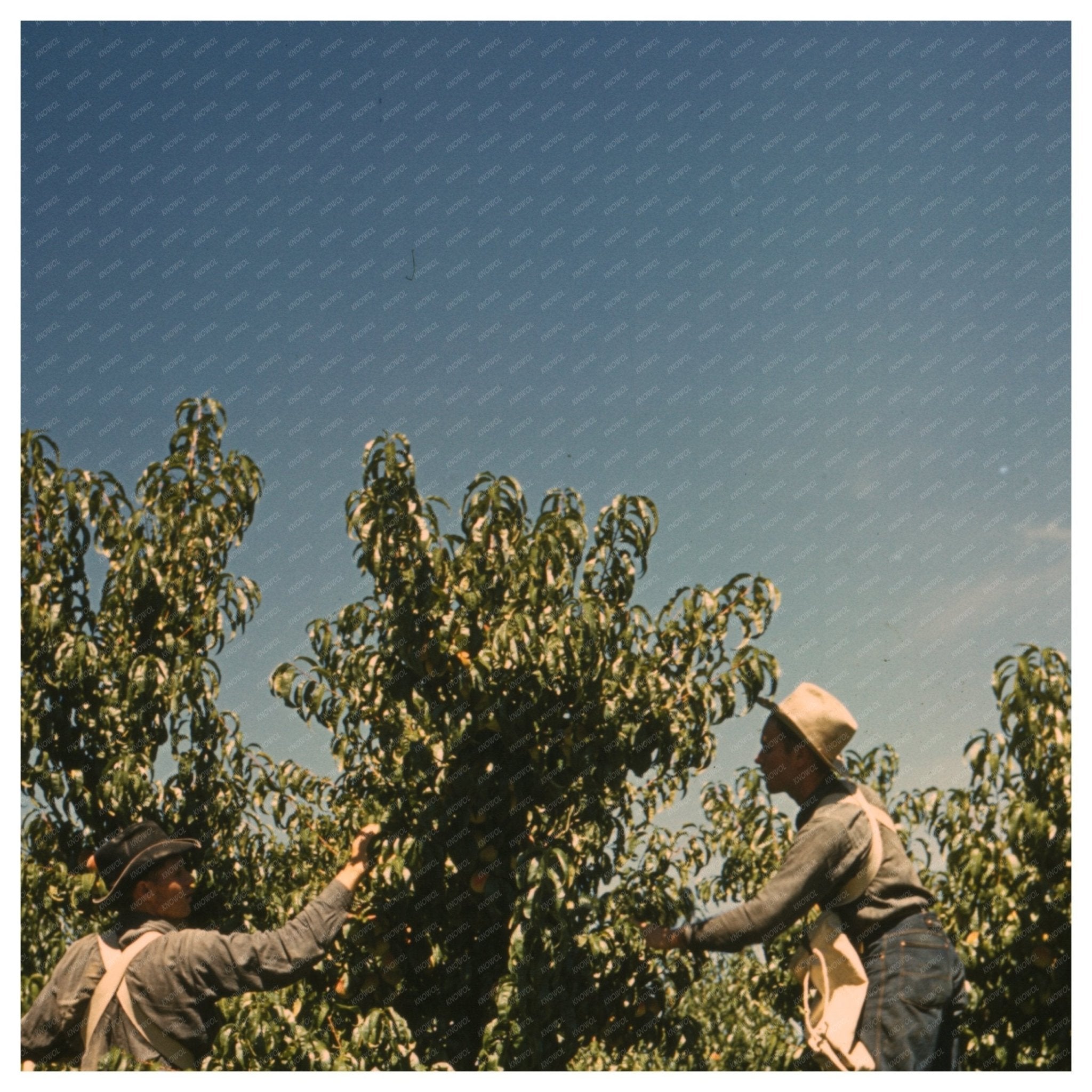 Peach Harvesting in Delta County Colorado 1940 - Available at KNOWOL