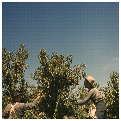 Peach Harvesting in Delta County Colorado 1940 - Available at KNOWOL