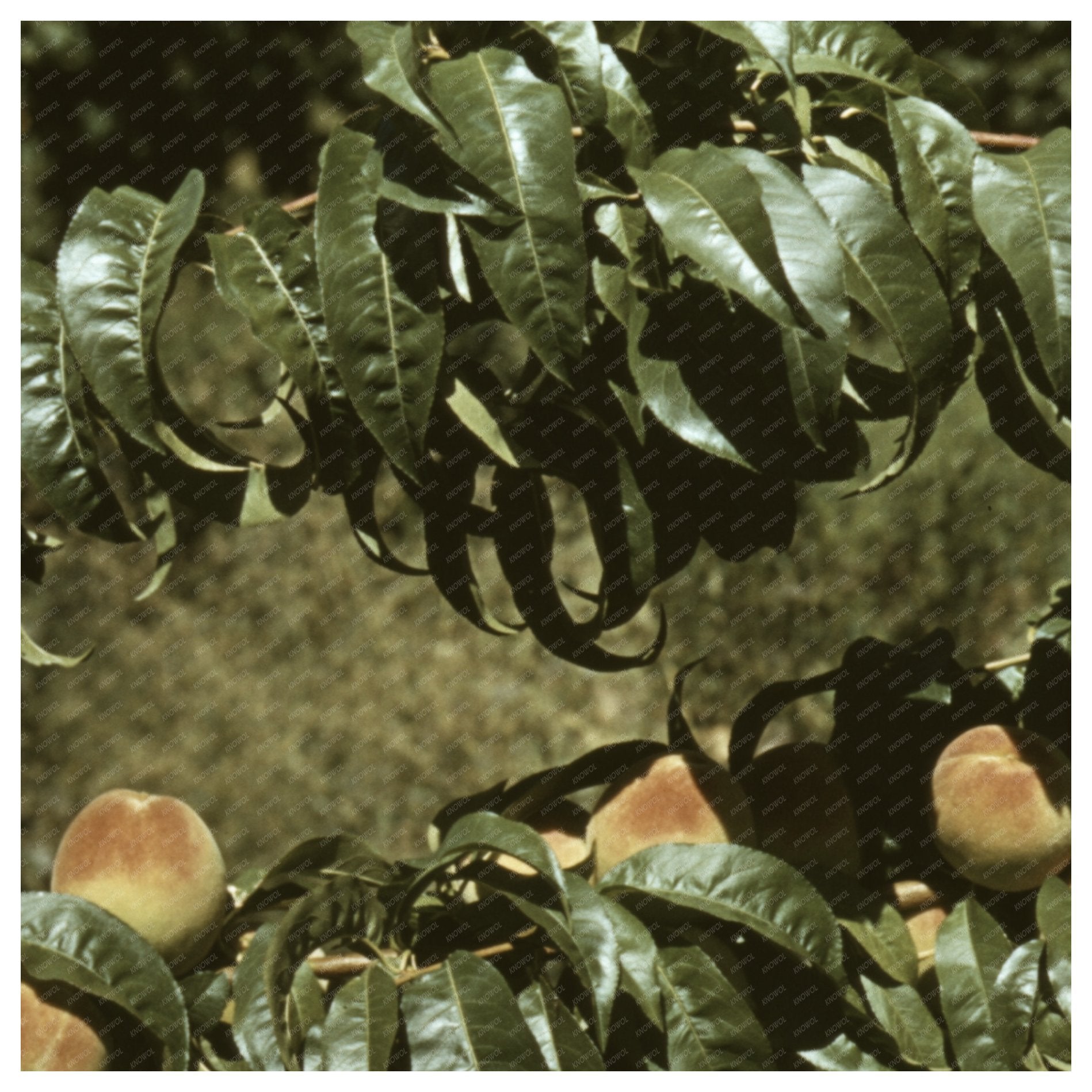 Peach Orchard in Delta County Colorado September 1940 - Available at KNOWOL