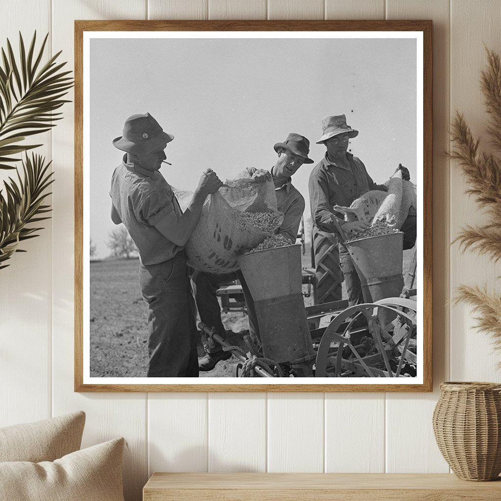 Peanut Planting Process in Merced County May 1942 - Available at KNOWOL