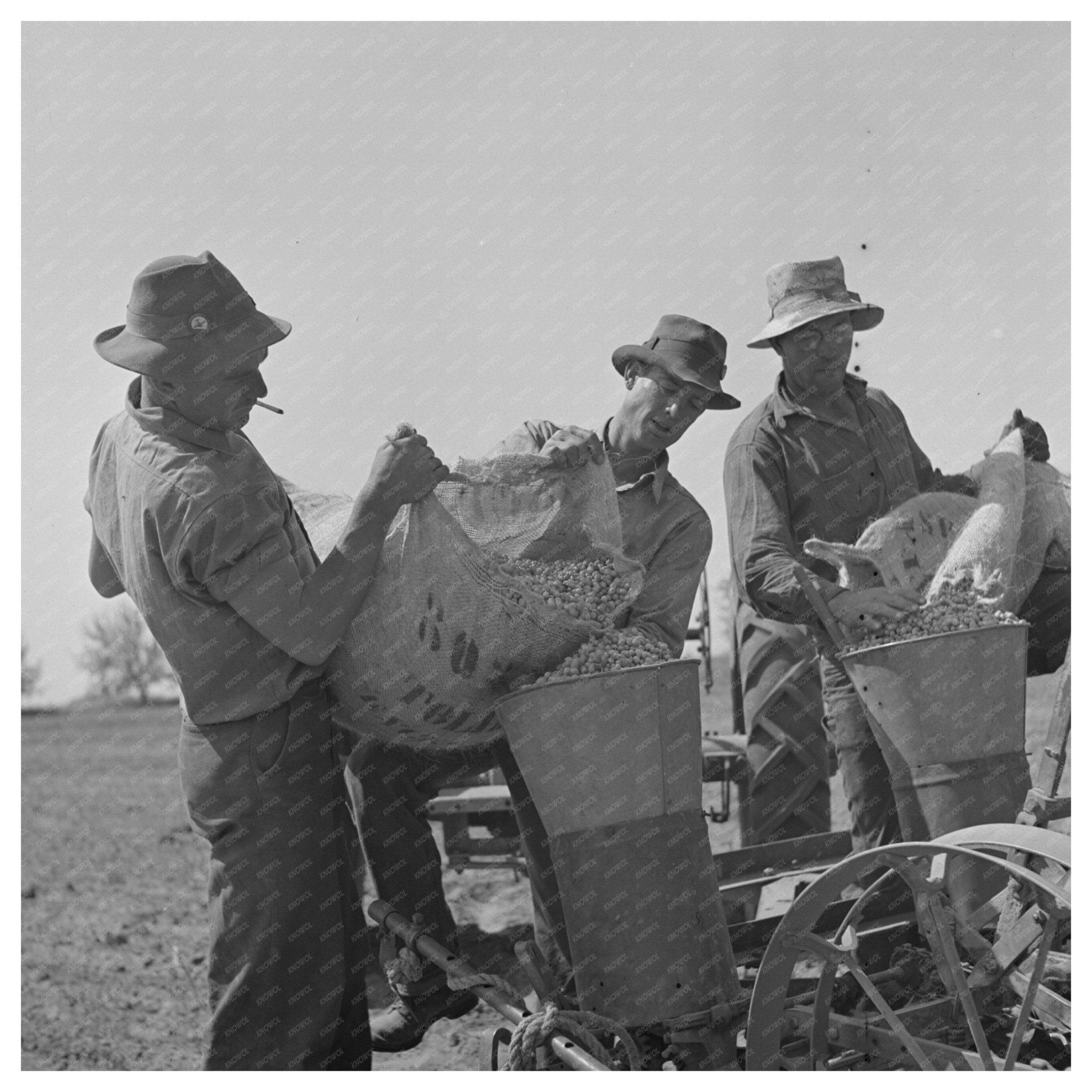 Peanut Planting Process in Merced County May 1942 - Available at KNOWOL