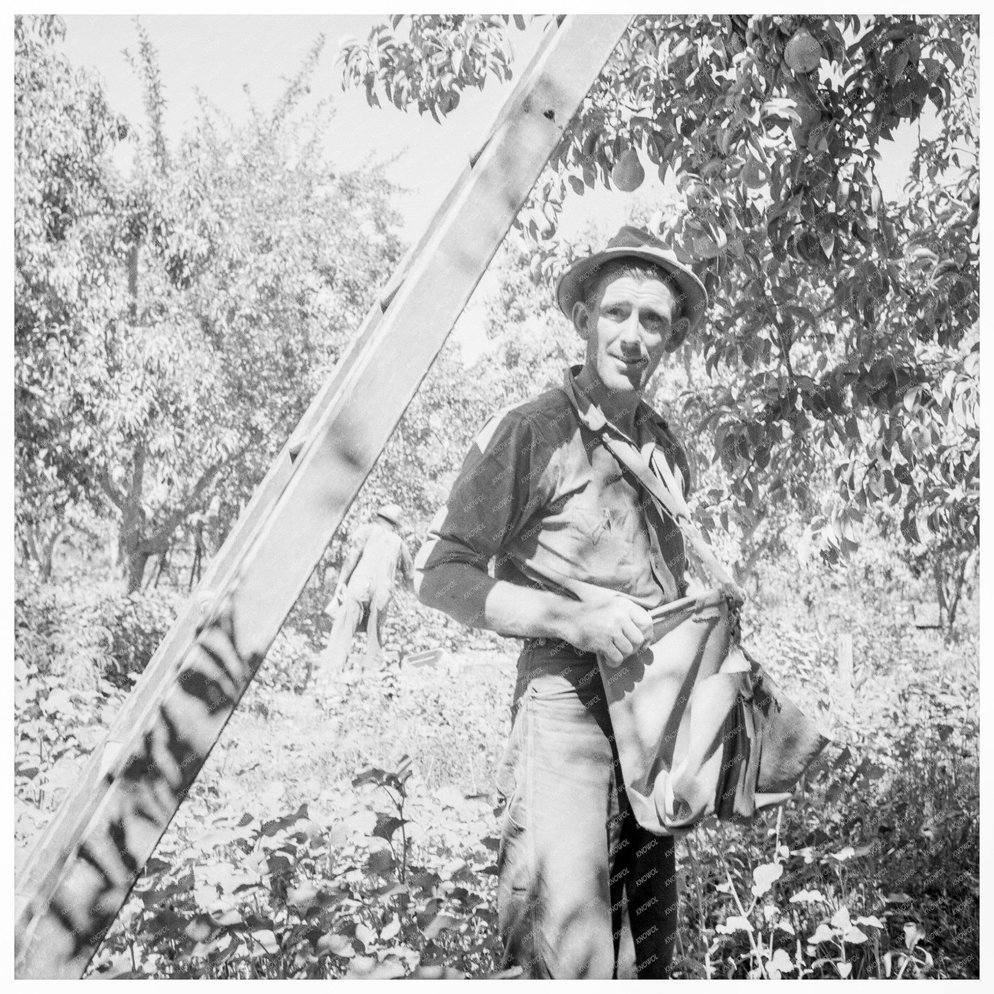 Pears Harvesting at Pleasant Hill Orchard 1939 - Available at KNOWOL