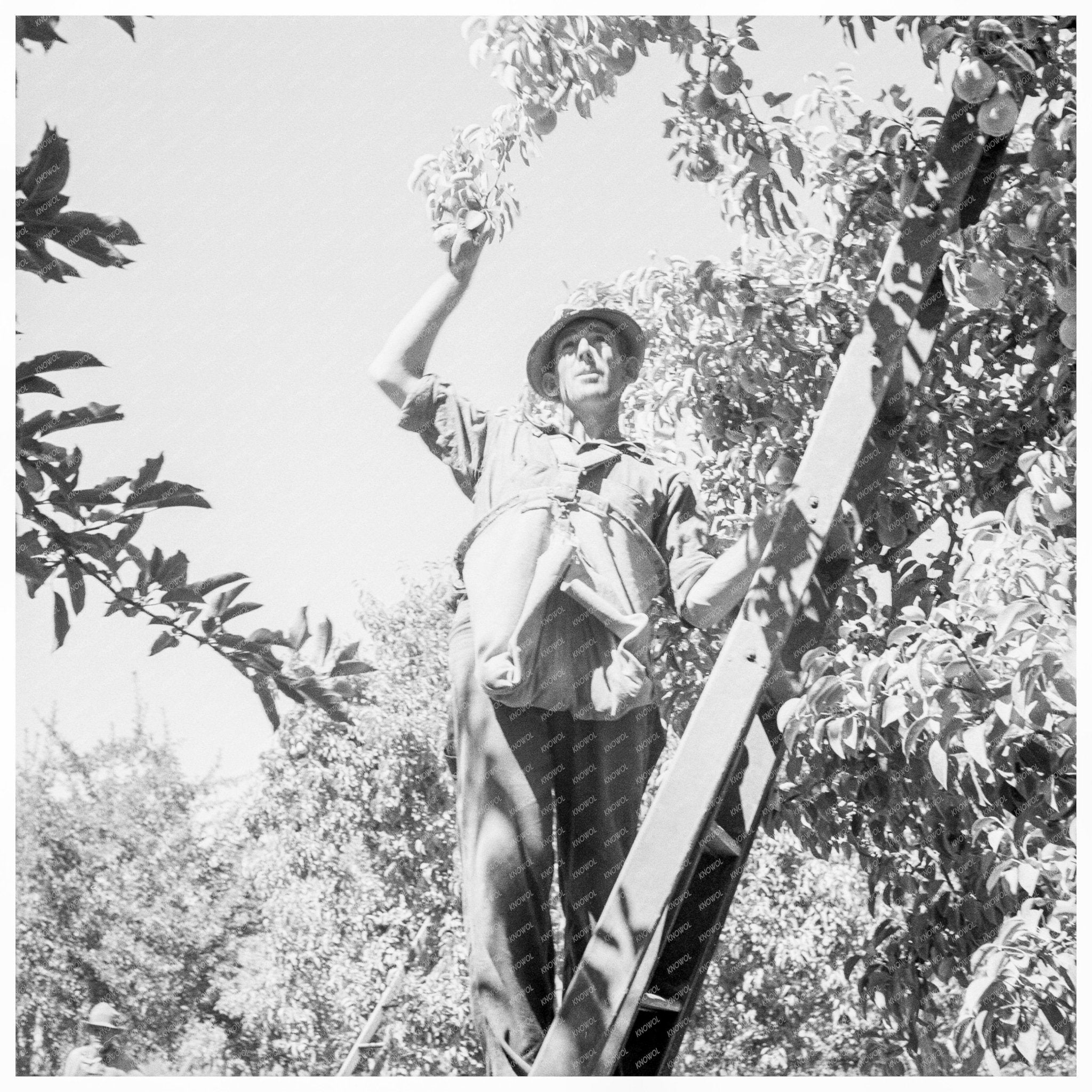 Pears Harvesting at Pleasant Hill Orchard Yakima Valley 1939 - Available at KNOWOL