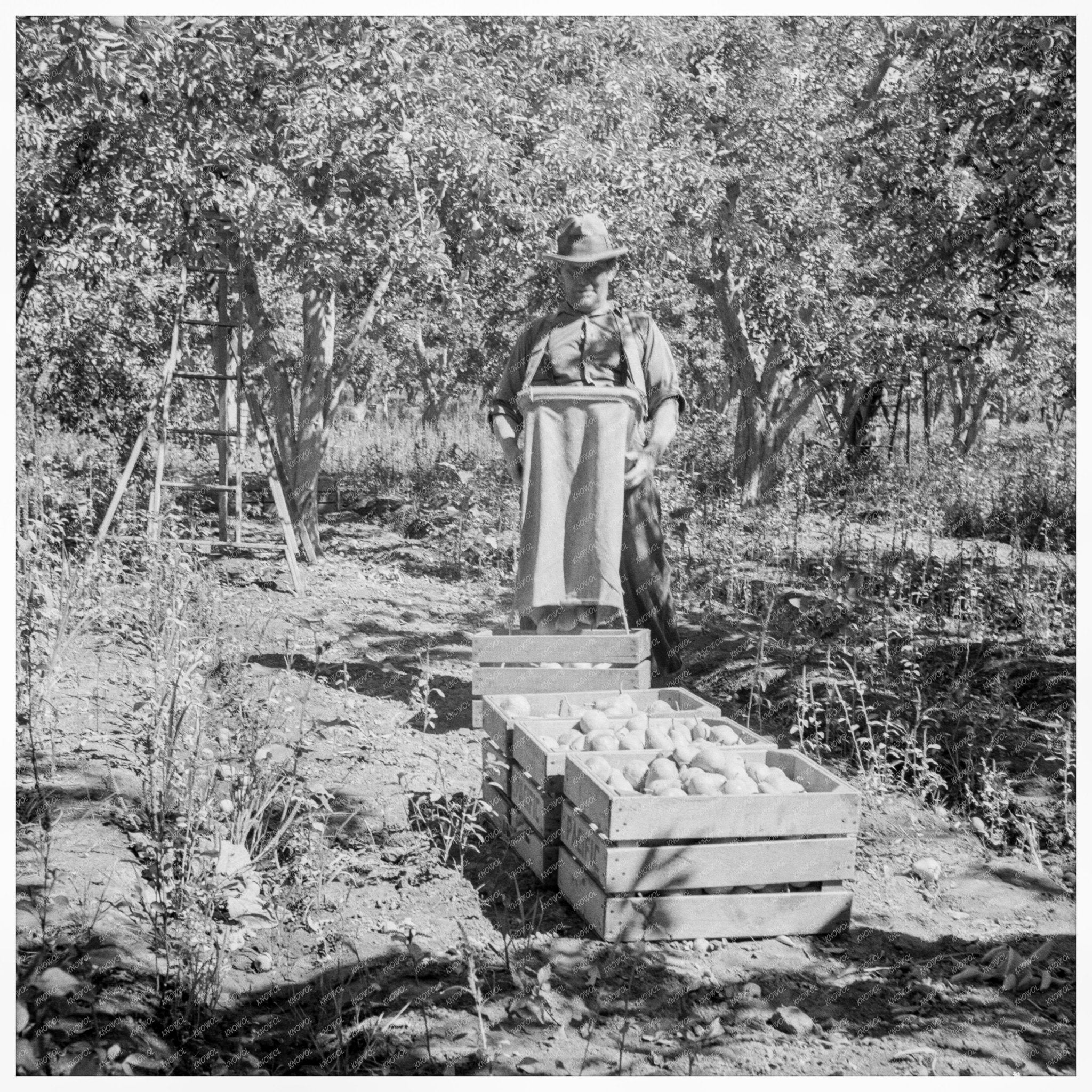 Pears Harvesting at Pleasant Hill Orchards 1939 - Available at KNOWOL