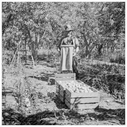 Pears Harvesting at Pleasant Hill Orchards 1939 - Available at KNOWOL